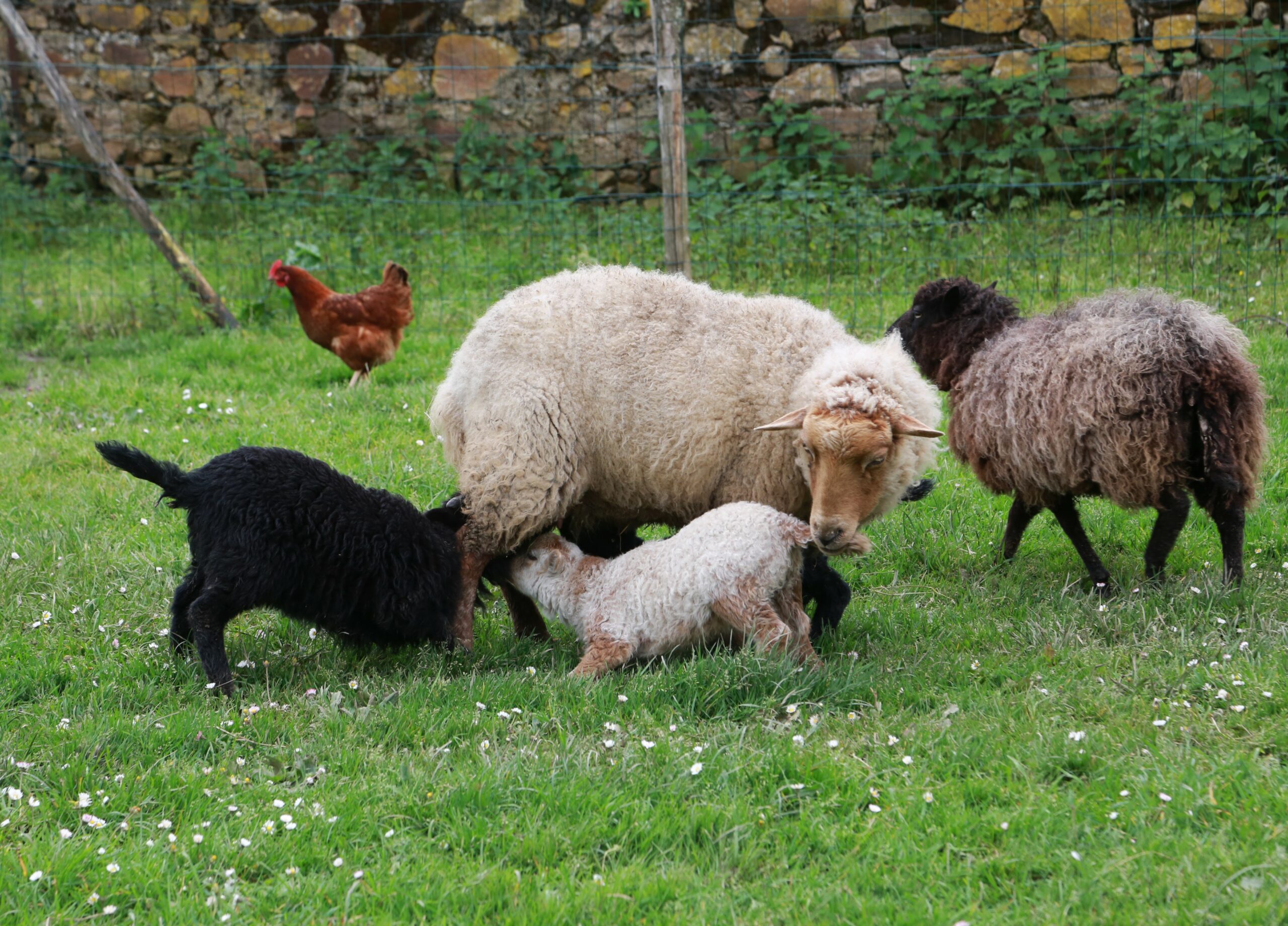moutons agneaux stage troupeau sheepcoaching loire atlantique